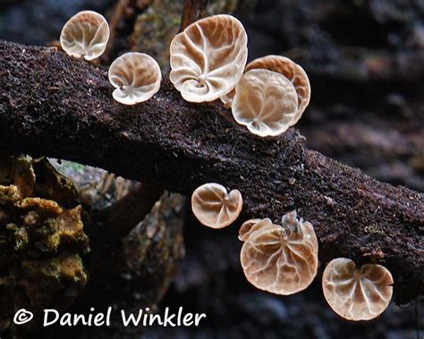 Marasmiellus Sp Gills