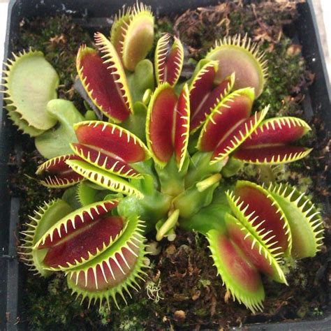 Ready Stock Venus Fly Trap Carnivorous Plant 10 Seeds Benih