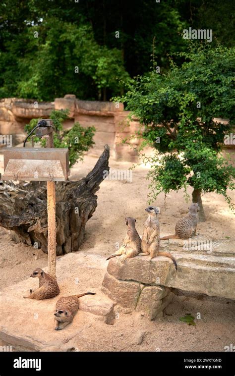 Meerkats Oasis In The Heart Of The Zoo Enchanting Meerkats Meerkat