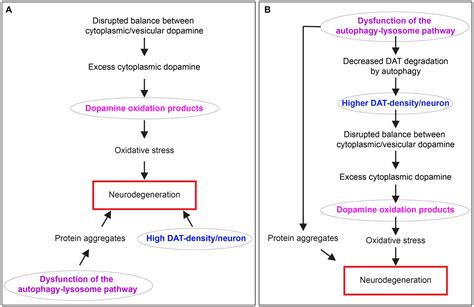 Frontiers Selective Dopaminergic Vulnerability In Parkinsons Disease