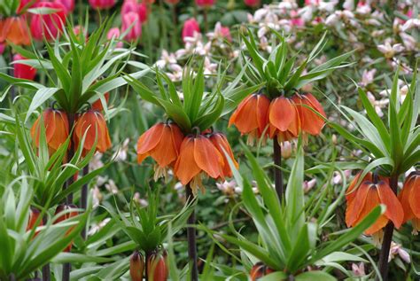 Guide Des Bulbes Fleurs Du Printemps La Terre Est Un Jardin