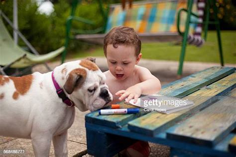 67 Baby English Bulldog Stock Photos, High-Res Pictures, and Images ...