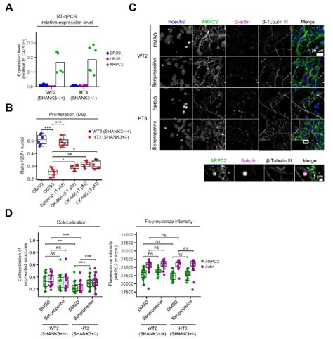 Actin Related Protein Complex Subunit Arpc Inhibition