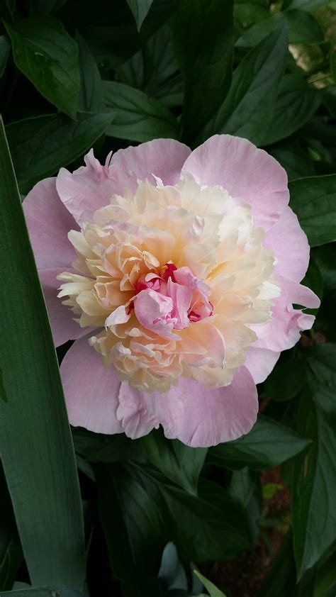 Free photo: peony, pink peony, blossom, spring flower, pink, nature ...