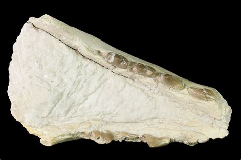 Rare, 3.6" Fossil Bear Dog (Daphoenus) Mandible - South Dakota (#143958 ...