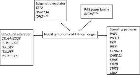 Molecular Advances In Nodal Peripheral T Cell Lymphoma Advances In