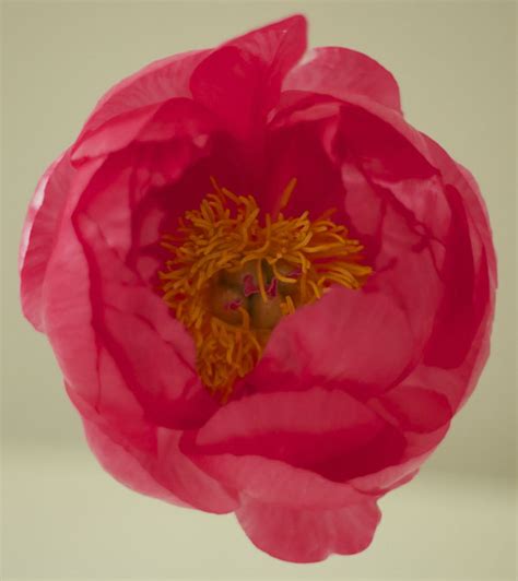 Pretty As A Peony Flirty Fleurs The Florist Blog Inspiration For