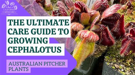 The Ultimate Guide to Growing Cephalotus - YouTube