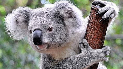 Marsupiales Australianos 5 Curiosidades Sobre Este Extraño Animal De