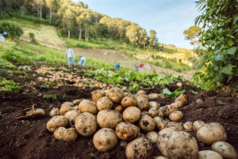 Programa Agricultura Positiva amplía sus prácticas agrícolas