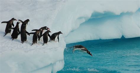 Penguin Lifespan: How Long Do Penguins Live? - IMP WORLD