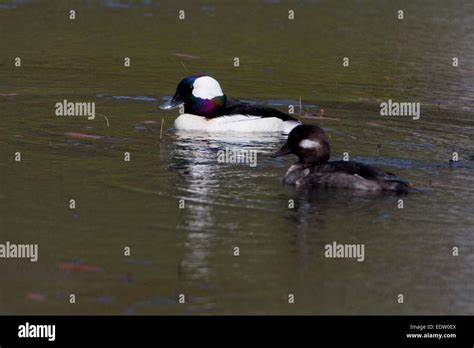 Female Bufflehead High Resolution Stock Photography And Images Alamy