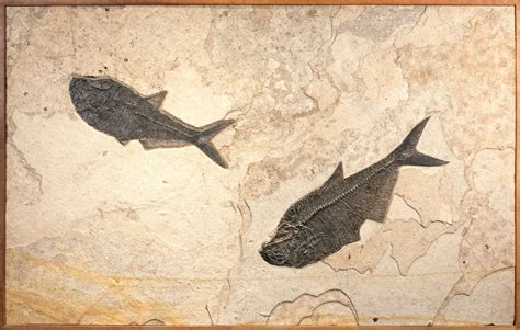 Fossil Mural 8343cm - - Fossil Art-Items - Natural Fossil Art and Design