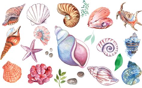 Seashell Clipart Ocean Beach Shells Sea Shell Seascape Starfish