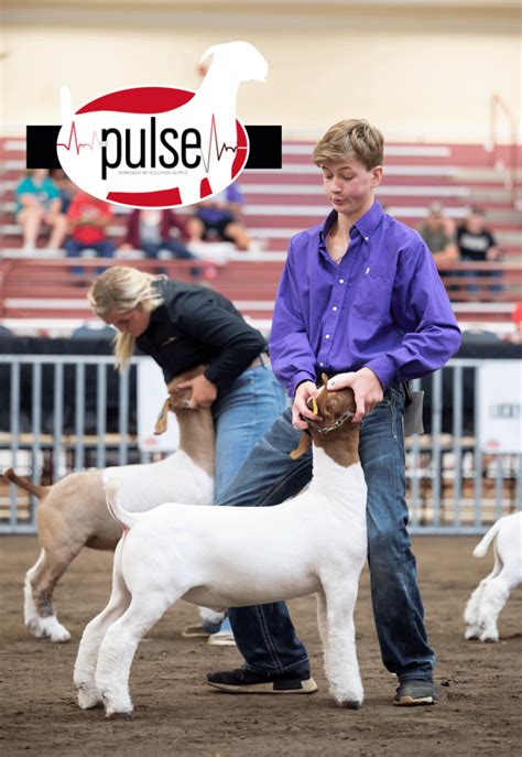 National Junior Boer Goat Show Top Market Goats The Pulse