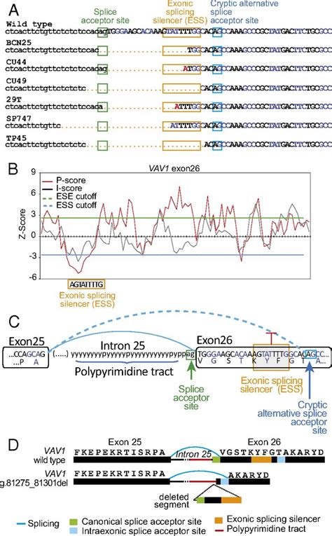 Activating Mutations And Translocations In The Guanine Exchange Factor