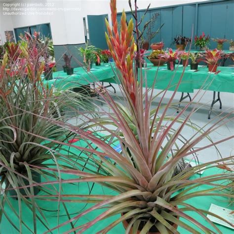 Plantfiles Pictures Tillandsia Bromeliad Species Air Plant Cardinal Air Plant Quill Leaf