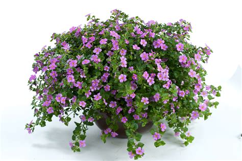 Great Classic Pink Scopia Series: Bacopa - Annual Flowers | Danziger