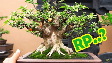 Terkuak Perawatan Bonsai Agar Cepat Narik Dan Subur Youtube