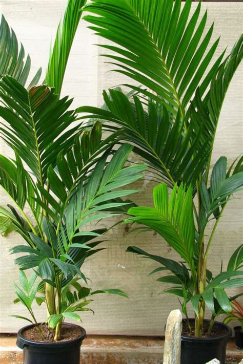 20 Beautiful Indoor Palm Trees To Create Your Home Oasis - Curbly