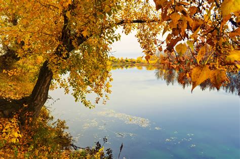 Fotos Gratis Paisaje Rbol Agua Naturaleza C Sped Rama Planta