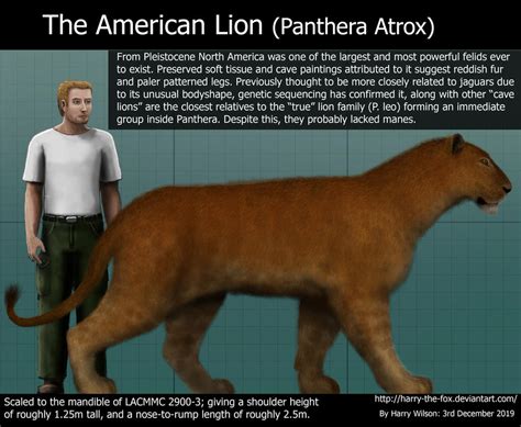 American Lion Size by Harry-the-Fox on DeviantArt