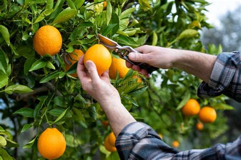 Granjero Cosecha La Naranja En Invierno Agricultura Foto De Archivo