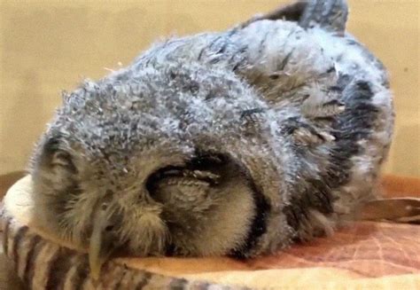 Baby Owl Sleeping Face Down Is Unbelievable (With Picture) I OwlsFact