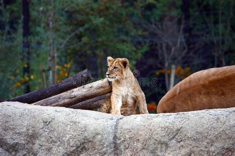 Lion Cub On The Big Stone Stock Photo Image Of Tree 129189704