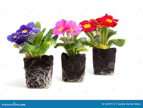 Colorful Primula Flower in Garden Soil Stock Photo - Image of nature ...