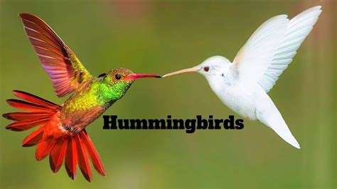 The Hummingbirds Youtube