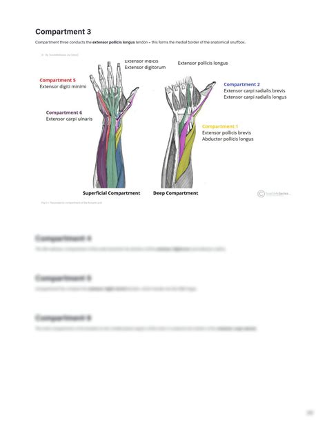 Solution The Extensor Tendon Compartments Of The Wrist Studypool