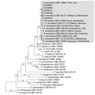 Maximum Likelihood Phylogenetic Analysis Of Five Isolates Of Fusarium