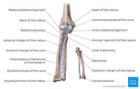 Elbow And Forearm Anatomy