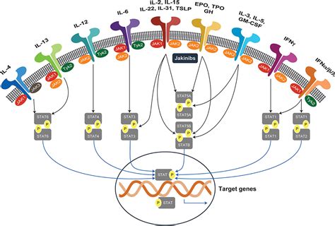 Mechanism Of Janus Kinase Jak Inhibitors Stat Signal Transducer And