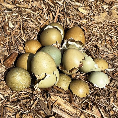 Wheaten Olive Eggers Flower Feather Farm Chicks Dahlias