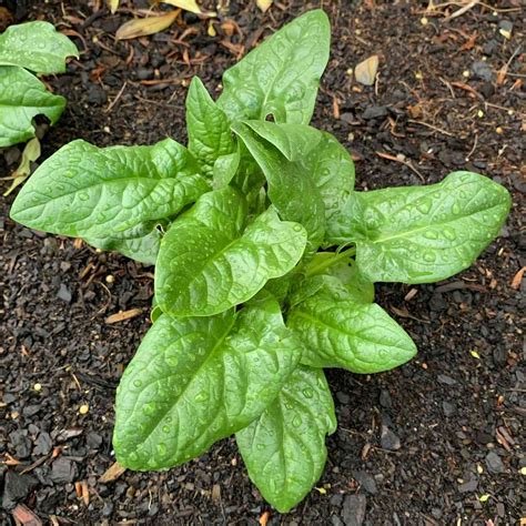 Bloomsdale Spinach - Mountain Top Seed Bank