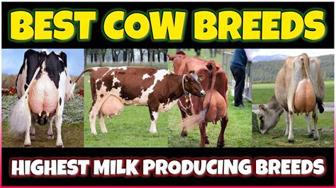 Milk Cow Breeds