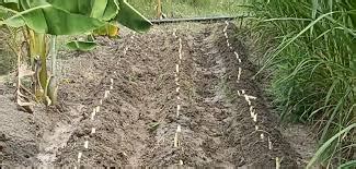 How To Plant Super Napier Grass Red Napier Grass