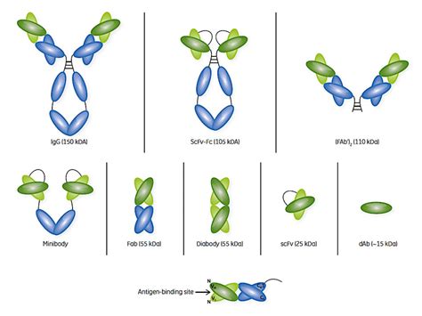 IgG And Various Fragments Thereof Together With Detail Of The Antigen