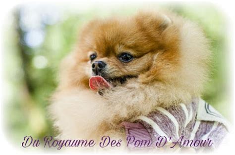 Spitz Nain Du Royaume Des Pom D Amour Elevage Spitz Pomeranien Lof