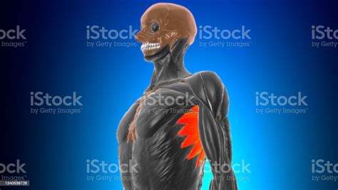 Serratus Anterior Muscle Anatomy For Medical Concept 3d Stock Photo