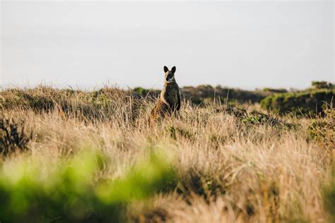 Your Epic Phillip Island Wildlife Guide: From Penguins to Wallabies