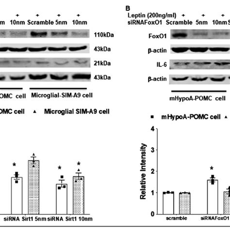 Knockdown Sirt1 Or Foxo1 In Vitro Affects Leptin Induced Download