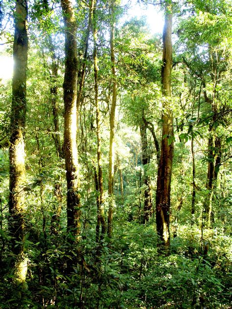 Nature Rain Forest Doi Inthanon Free Stock Photo - Public Domain Pictures