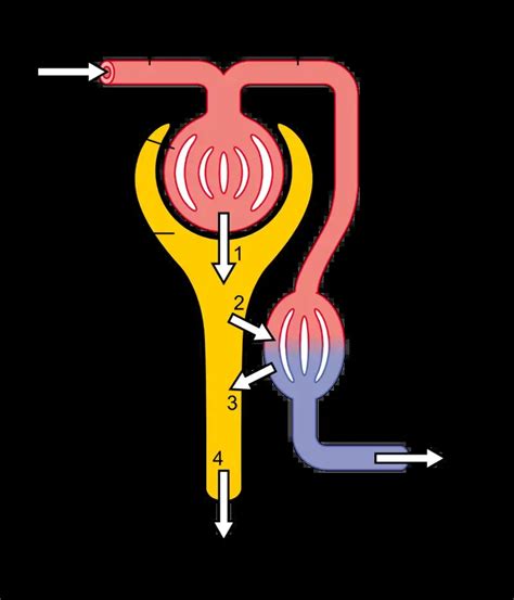 Nephron Definition Structure Physiology Functions Biology Notes