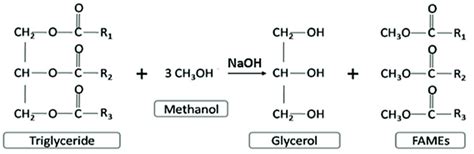 Reaction Scheme For Transesterification Of Triglycerides Modified From