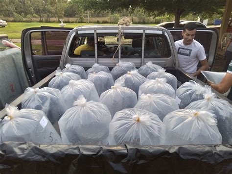 Productores De San Pedro Apuestan Por La Cría De Peces Para Generar