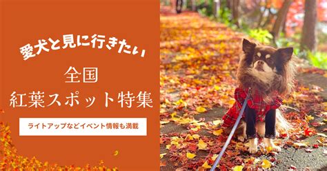 【群馬】愛犬と泊まれる宿10選（実際のおでかけレポ＆口コミつき）草津温泉や軽井沢の人気宿やおすすめコテージを紹介 おでかけわんこ部