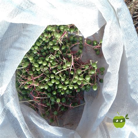 Regionale Kapern aus grünen Holunderbeeren mundraub org